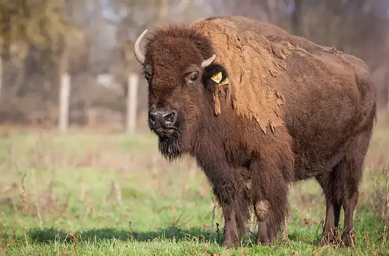 Bison steht auf Weide und Blickt in die Kamera