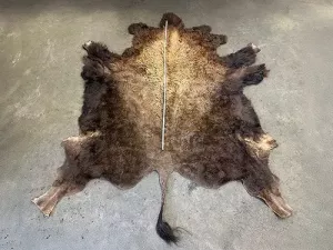 Bisonfell ausgebreitet auf dem Boden, größer als 2 Meter