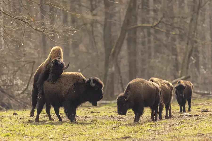 5 Bisons stehen am Waldrand