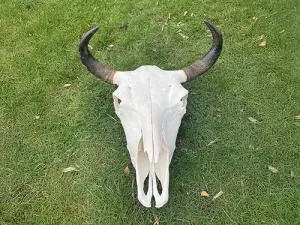 Bisonschädel Natur auf Wiese liegend