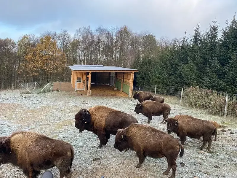 Bisonherde im Winter auf der Wiese mit Offenstall
