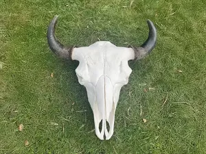 Bisonschädel Natur auf Wiese liegend