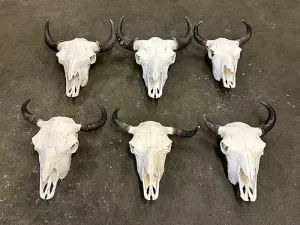 Mehrere Bisonschädel Natur auf dem Boden liegend
