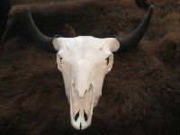 Bisonschädel Natur auf einem Fell liegend